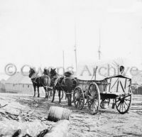 Four-mule army team and wagon