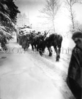 82nd Airborne Division Advance in Snowstorm